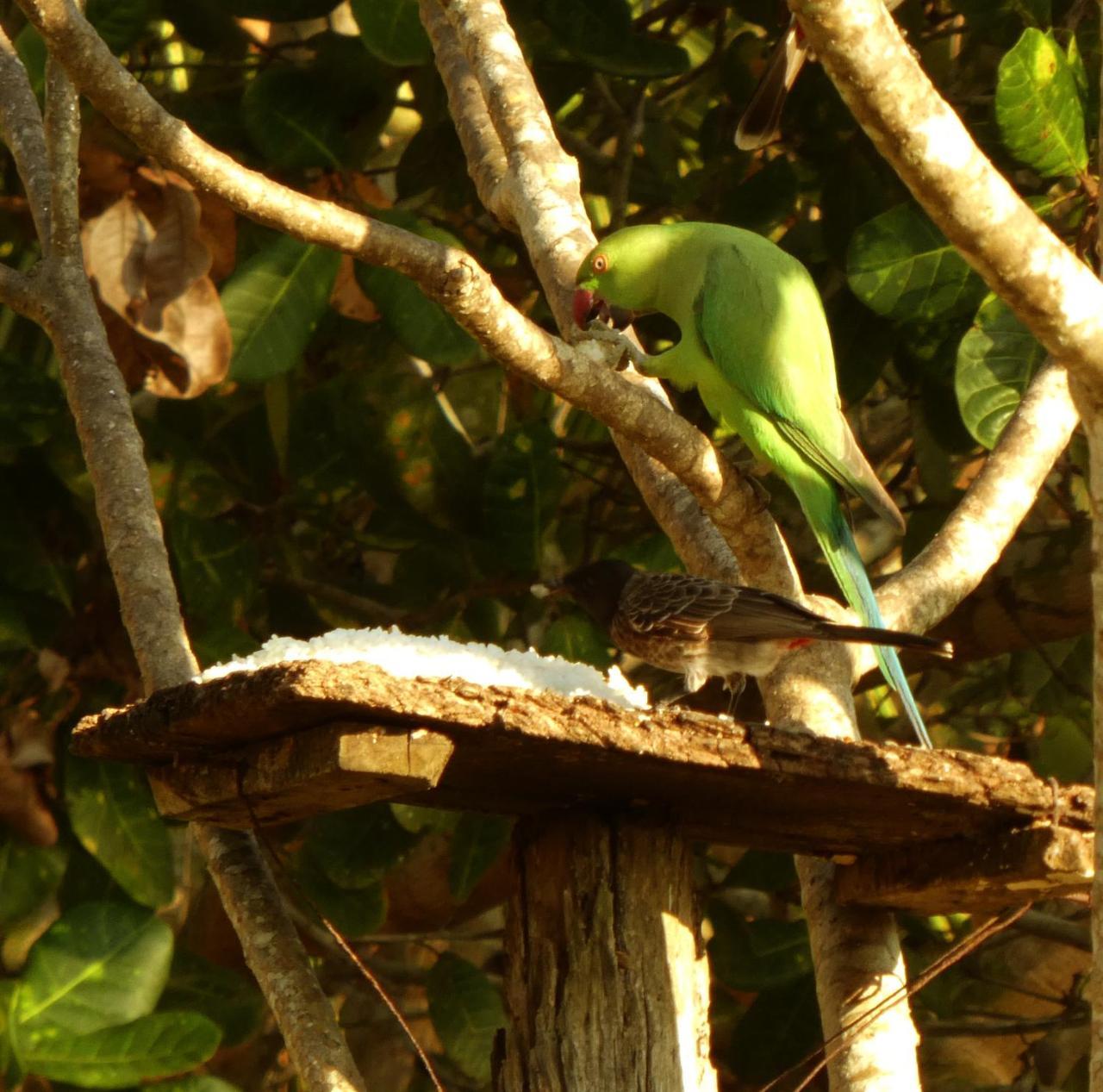 Coco Village Hotel Chilaw Bangadeniya Buitenkant foto